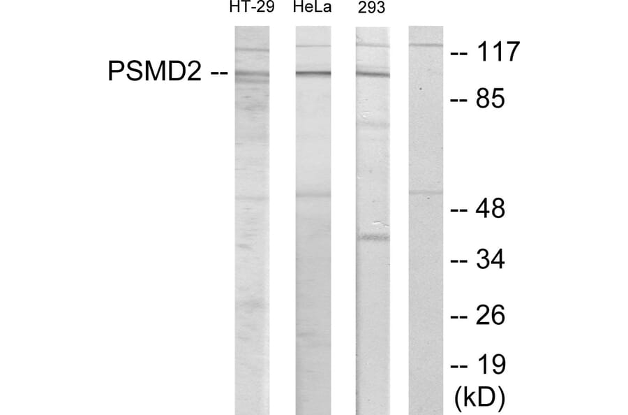 Western Blot - Anti-PSMD2 Antibody (C11058) - Antibodies.com