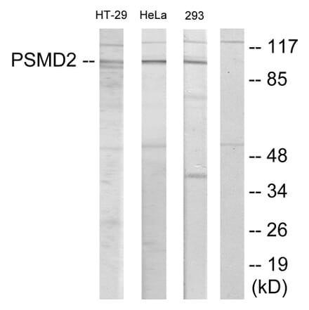 Western Blot - Anti-PSMD2 Antibody (C11058) - Antibodies.com