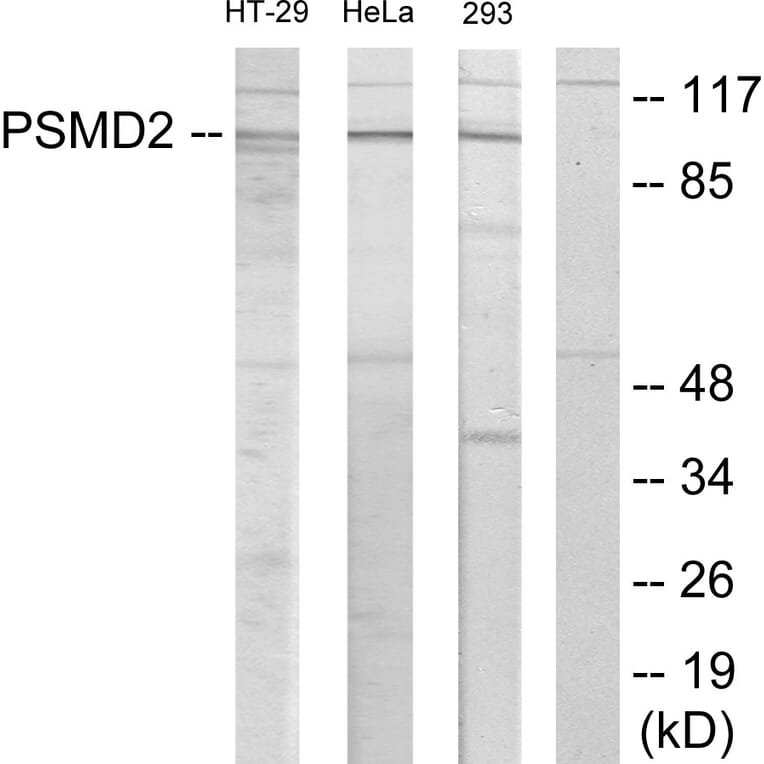 Western Blot - Anti-PSMD2 Antibody (C11058) - Antibodies.com