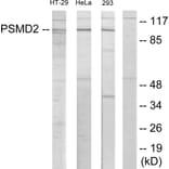 Western Blot - Anti-PSMD2 Antibody (C11058) - Antibodies.com