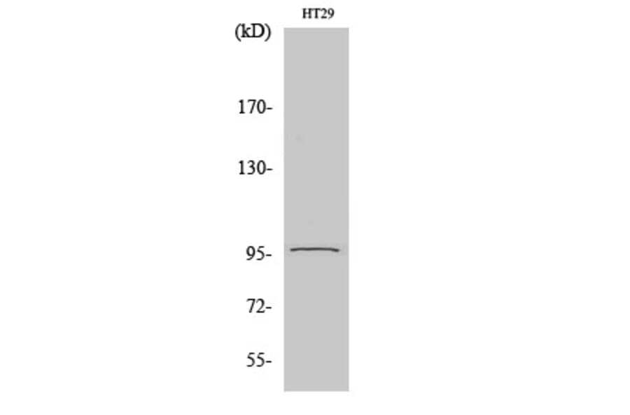 Western Blot - Anti-PSMD2 Antibody (C11058) - Antibodies.com