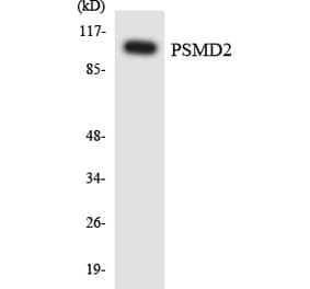 Western Blot - Anti-PSMD2 Antibody (R12-3380) - Antibodies.com