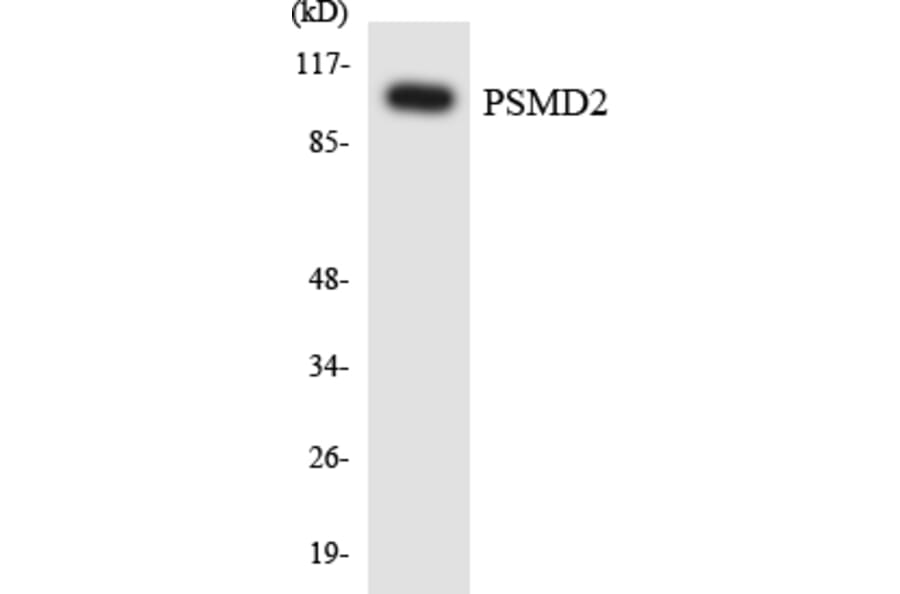 Western Blot - Anti-PSMD2 Antibody (R12-3380) - Antibodies.com