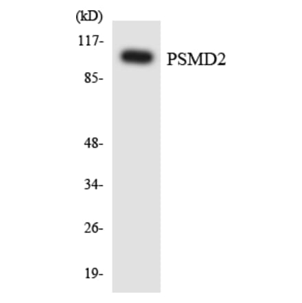 Western Blot - Anti-PSMD2 Antibody (R12-3380) - Antibodies.com