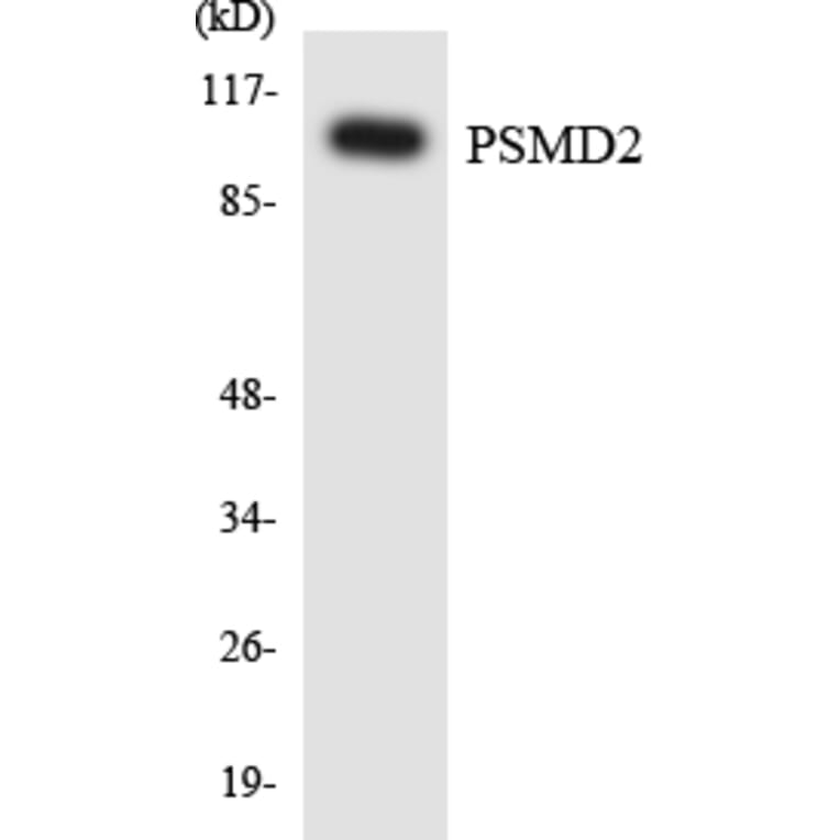 Western Blot - Anti-PSMD2 Antibody (R12-3380) - Antibodies.com