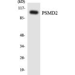 Western Blot - Anti-PSMD2 Antibody (R12-3380) - Antibodies.com