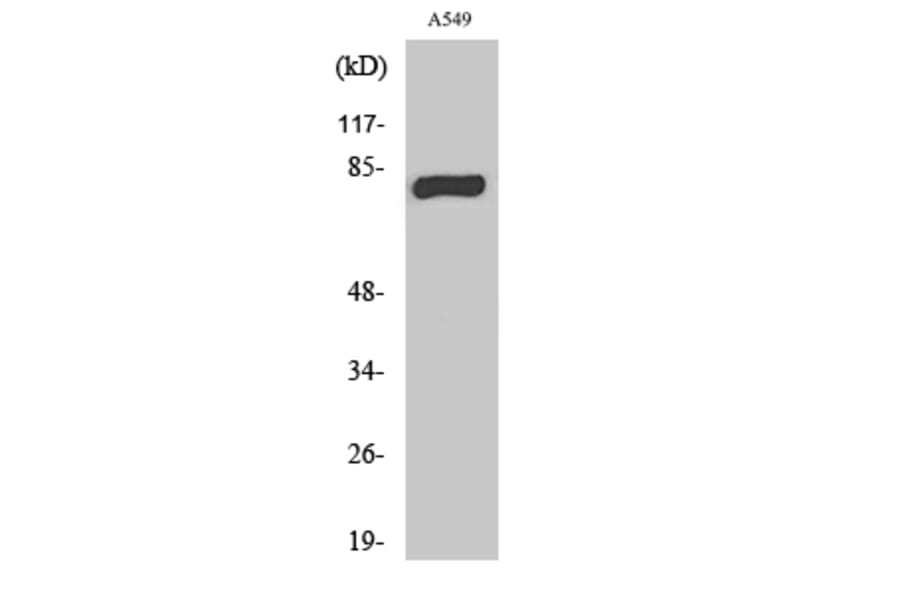 Western Blot - Anti-PRKCG Antibody (C21179) - Antibodies.com