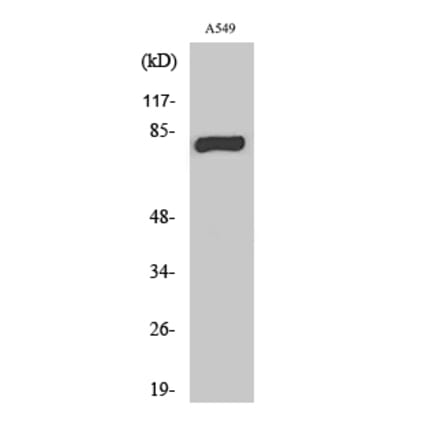 Western Blot - Anti-PRKCG Antibody (C21179) - Antibodies.com