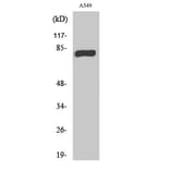 Western Blot - Anti-PRKCG Antibody (C21179) - Antibodies.com