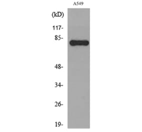 Western Blot - Anti-PRKCG Antibody (C30021) - Antibodies.com