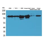 Western Blot - Anti-PRKCG Antibody (C30021) - Antibodies.com