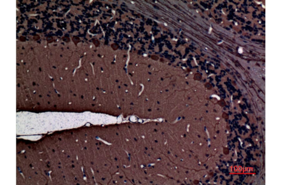 Immunohistochemistry - Anti-PRKCG Antibody (C30021) - Antibodies.com