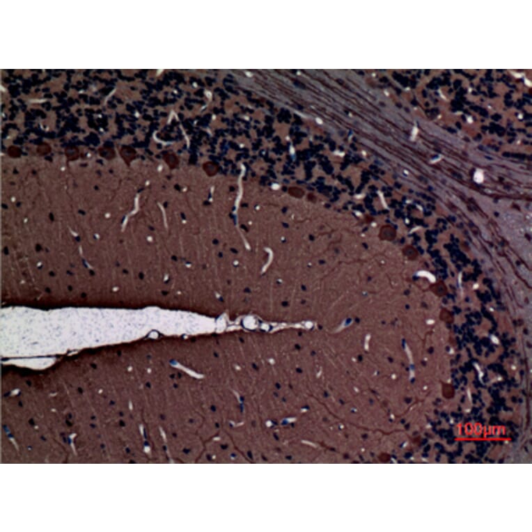 Immunohistochemistry - Anti-PRKCG Antibody (C30021) - Antibodies.com