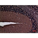 Immunohistochemistry - Anti-PRKCG Antibody (C30021) - Antibodies.com