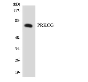 Western Blot - Anti-PRKCG Antibody (R12-3365) - Antibodies.com