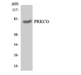 Western Blot - Anti-PRKCG Antibody (R12-3366) - Antibodies.com