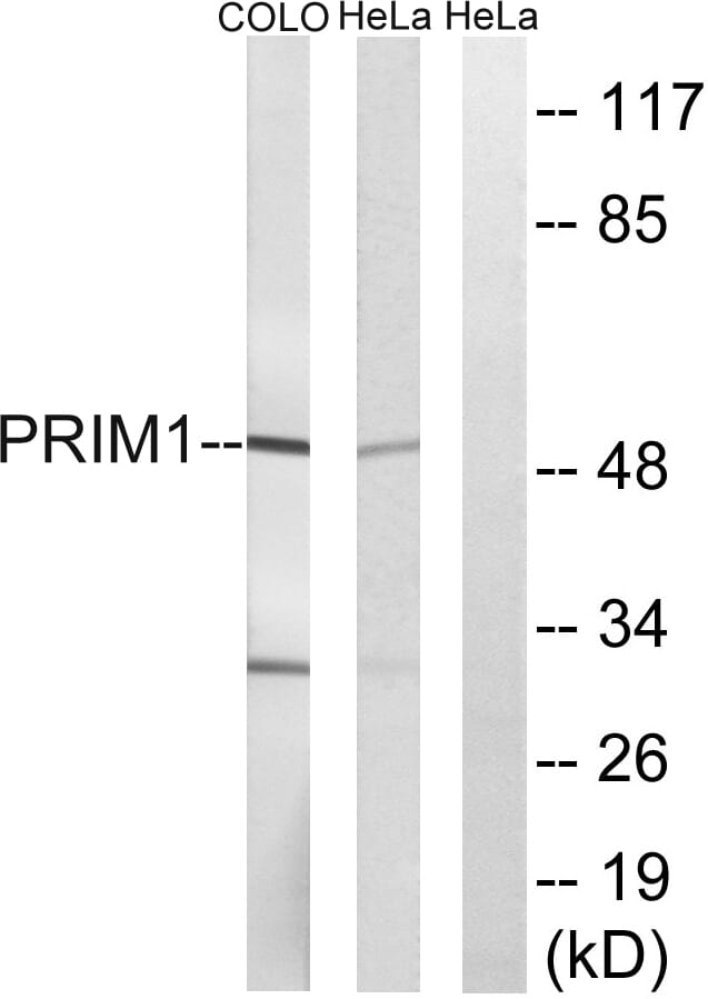 Western blot analysis of lysates from COLO and HeLa cells using Anti-PRIM1 Antibody. The right hand lane represents a negative control, where the antibody is blocked by the immunising peptide.