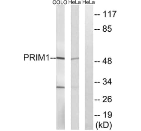 Western Blot - Anti-PRIM1 Antibody (C15435) - Antibodies.com