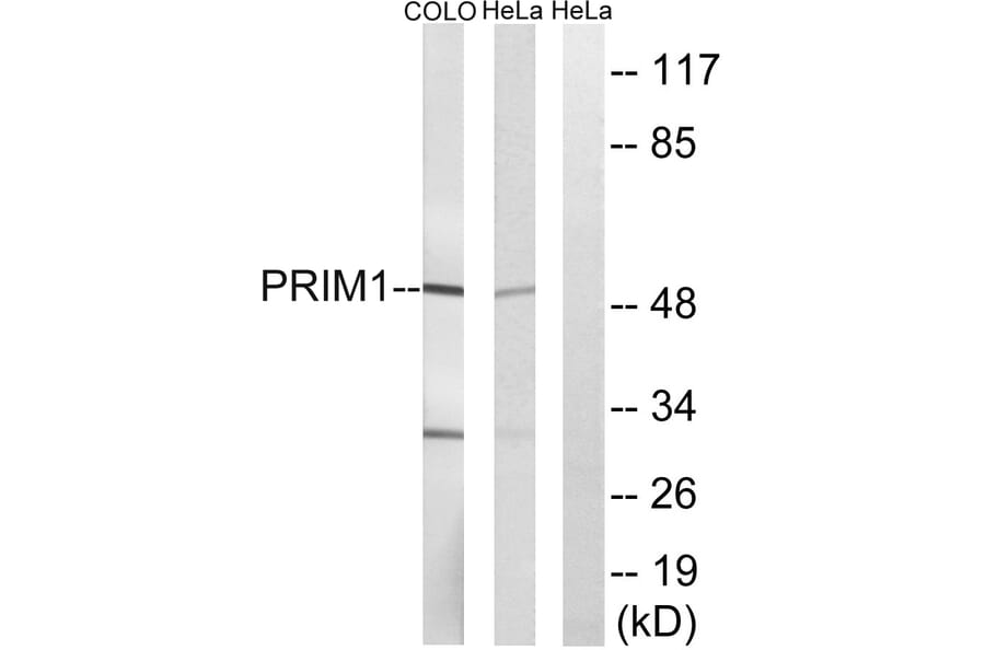 Western Blot - Anti-PRIM1 Antibody (C15435) - Antibodies.com