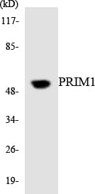 Western blot analysis of the lysates from K562 cells using Anti-PRIM1 Antibody.