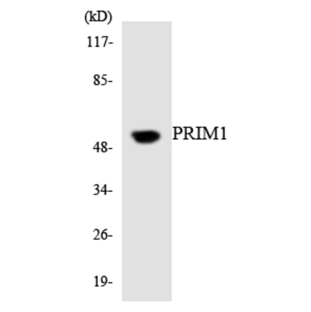 Western Blot - Anti-PRIM1 Antibody (R12-3361) - Antibodies.com