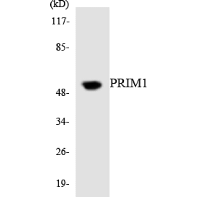 Western Blot - Anti-PRIM1 Antibody (R12-3361) - Antibodies.com