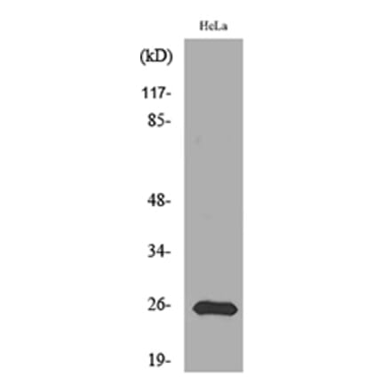 Western Blot - Anti-PRDX1 Antibody (C30292) - Antibodies.com