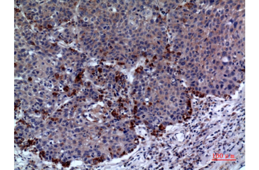 Immunohistochemistry - Anti-PRDX1 Antibody (C30292) - Antibodies.com