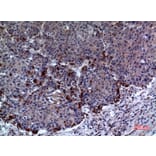 Immunohistochemistry - Anti-PRDX1 Antibody (C30292) - Antibodies.com