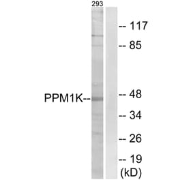 Western Blot - Anti-PPM1K Antibody (C18027) - Antibodies.com