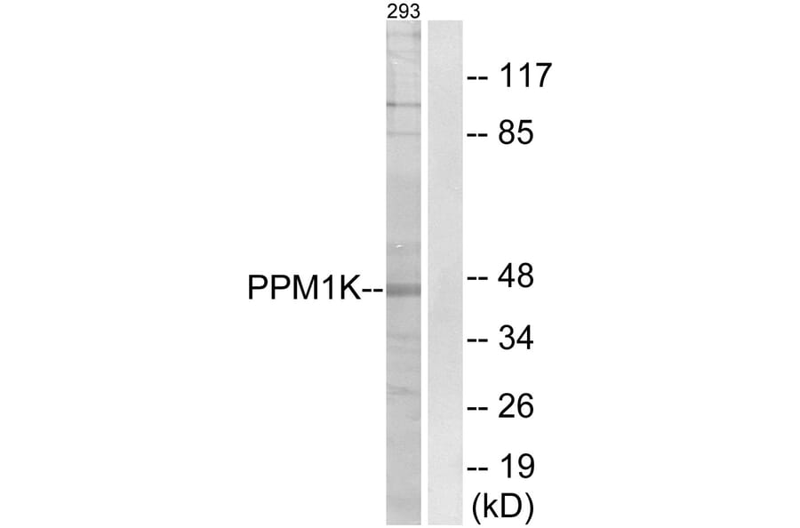 Western Blot - Anti-PPM1K Antibody (C18027) - Antibodies.com
