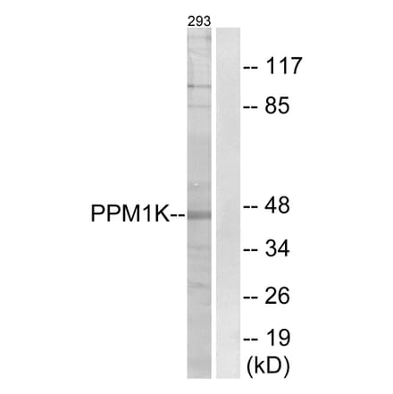 Western Blot - Anti-PPM1K Antibody (C18027) - Antibodies.com