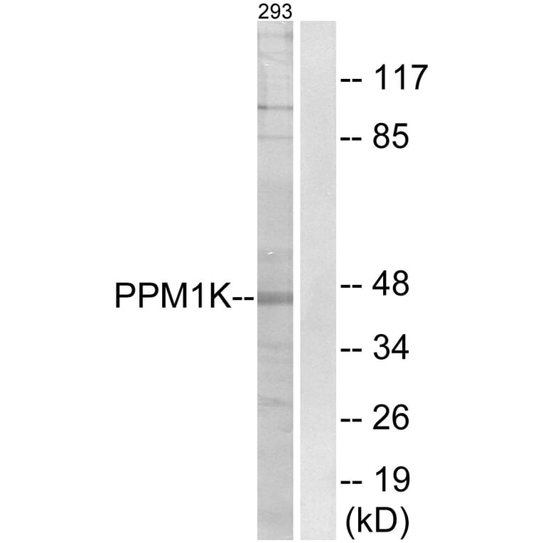 Western Blot - Anti-PPM1K Antibody (C18027) - Antibodies.com