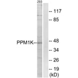 Western Blot - Anti-PPM1K Antibody (C18027) - Antibodies.com