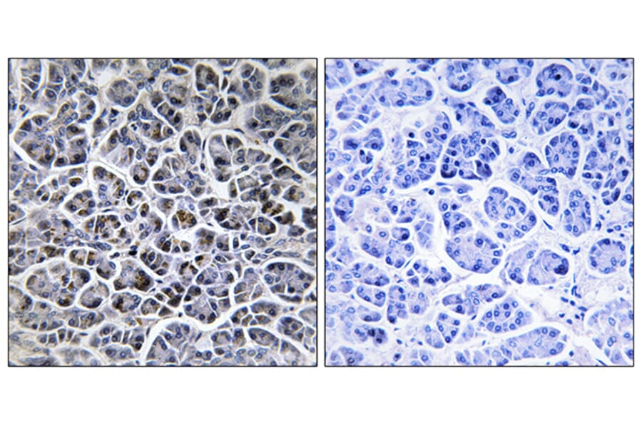 Immunohistochemistry - Anti-PPM1K Antibody (C18027) - Antibodies.com