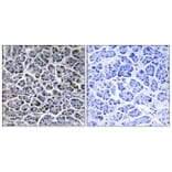 Immunohistochemistry - Anti-PPM1K Antibody (C18027) - Antibodies.com