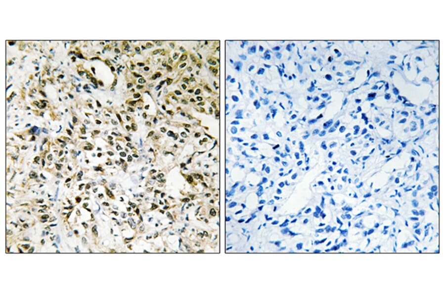 Immunohistochemistry - Anti-PPHLN Antibody (C11370) - Antibodies.com