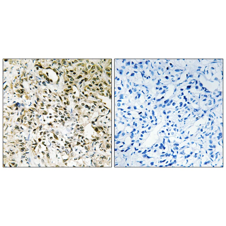 Immunohistochemistry - Anti-PPHLN Antibody (C11370) - Antibodies.com