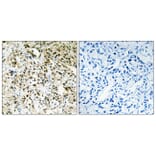 Immunohistochemistry - Anti-PPHLN Antibody (C11370) - Antibodies.com