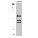 Western Blot - Anti-PPHLN Antibody (C11370) - Antibodies.com