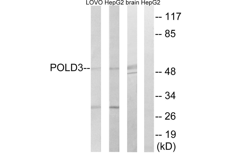 Western Blot - Anti-POLD3 Antibody (C15428) - Antibodies.com