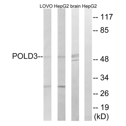 Western Blot - Anti-POLD3 Antibody (C15428) - Antibodies.com