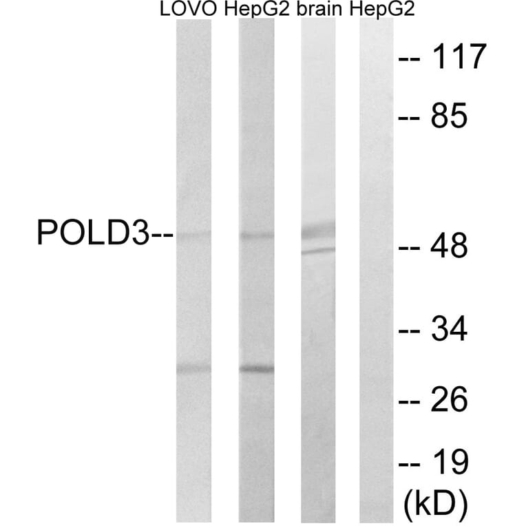 Western Blot - Anti-POLD3 Antibody (C15428) - Antibodies.com