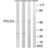 Western Blot - Anti-POLD3 Antibody (C15428) - Antibodies.com