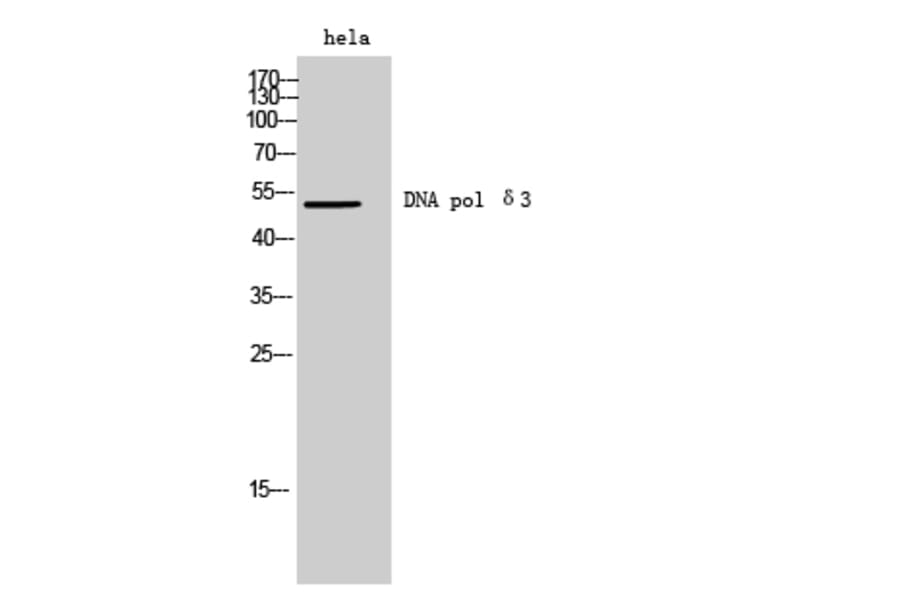 Western Blot - Anti-POLD3 Antibody (C15428) - Antibodies.com