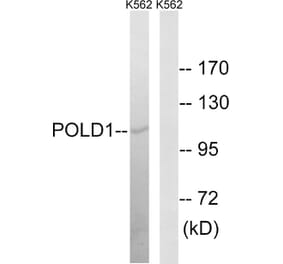 Western Blot - Anti-POLD1 Antibody (C15408) - Antibodies.com