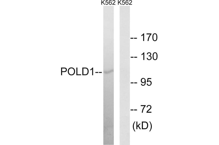 Western Blot - Anti-POLD1 Antibody (C15408) - Antibodies.com