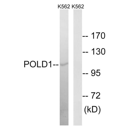 Western Blot - Anti-POLD1 Antibody (C15408) - Antibodies.com