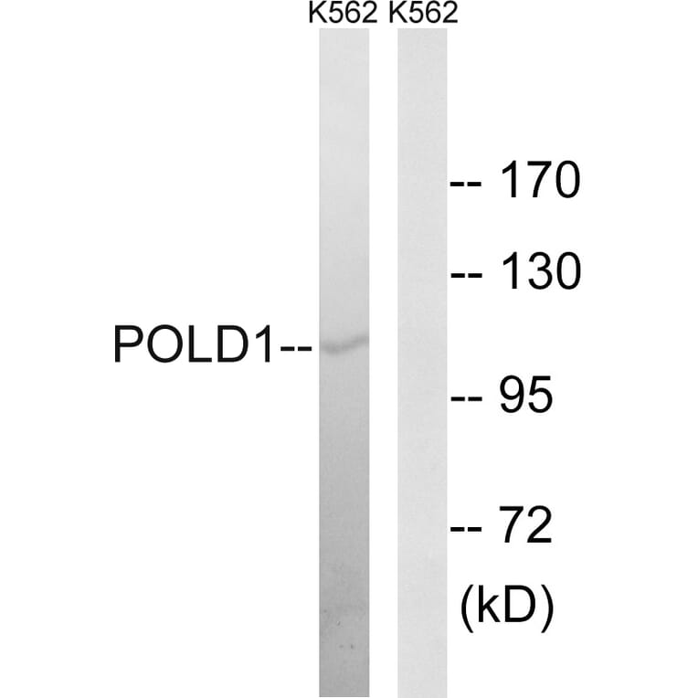 Western Blot - Anti-POLD1 Antibody (C15408) - Antibodies.com
