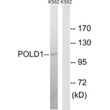 Western Blot - Anti-POLD1 Antibody (C15408) - Antibodies.com